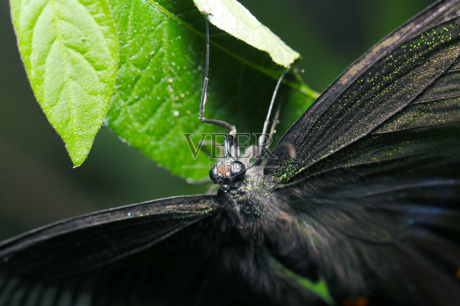 中国孔雀蝴蝶在森林灌木丛中的肖像(Karasuageha, Papilio dehaanii)。自然+闪光灯,黑背景微距特写摄影)照片摄影图片
