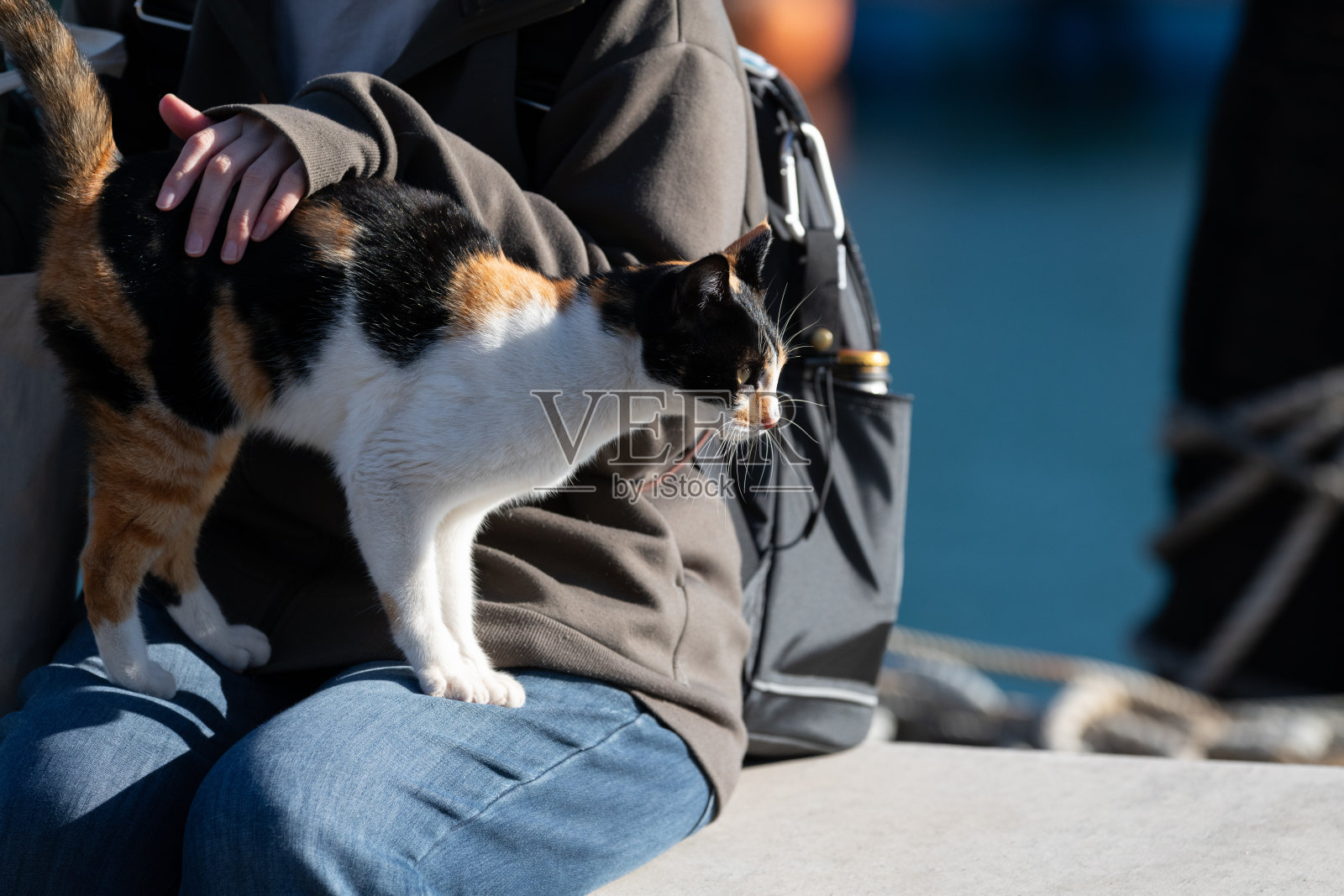 与猫互动照片摄影图片