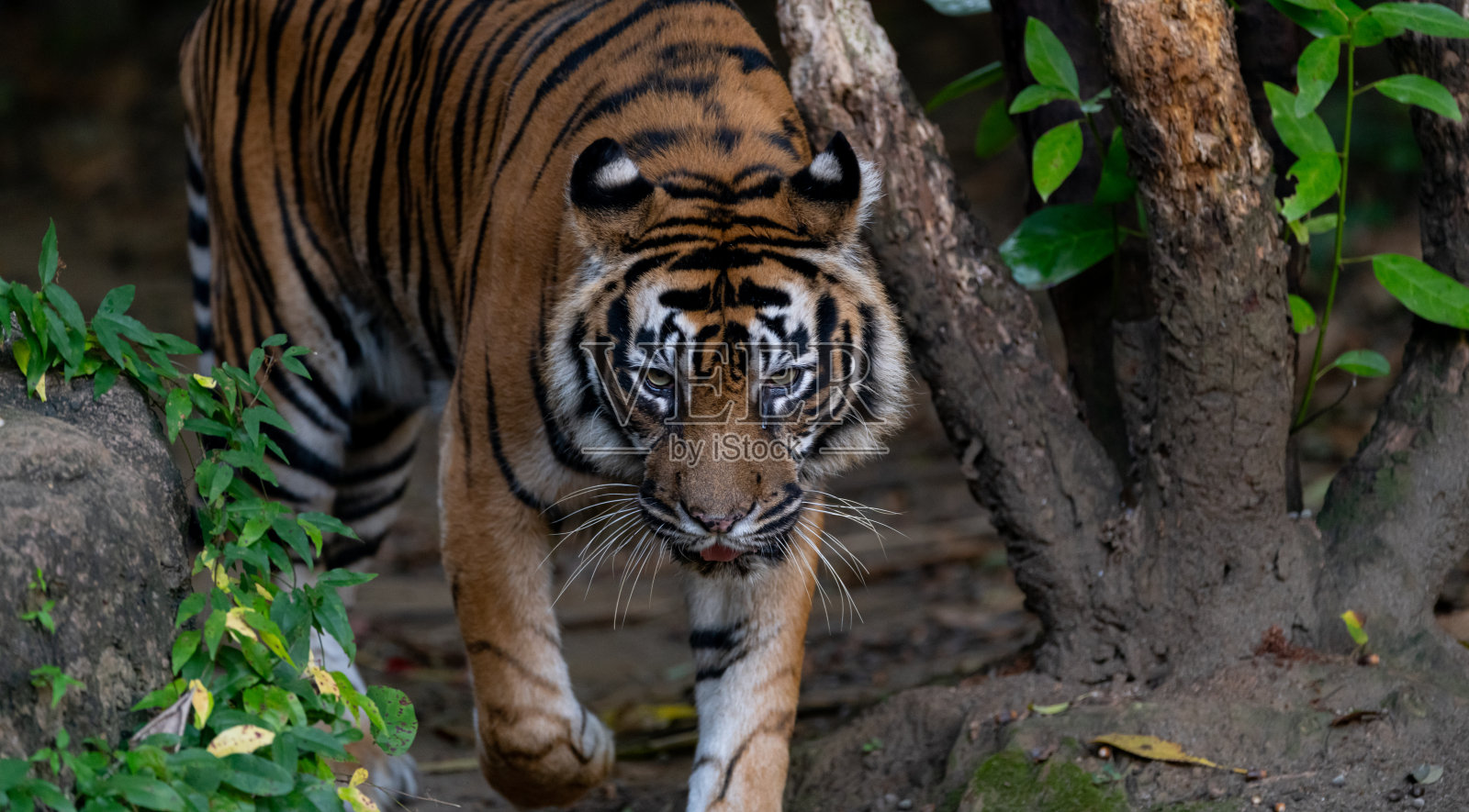 老虎走照片摄影图片