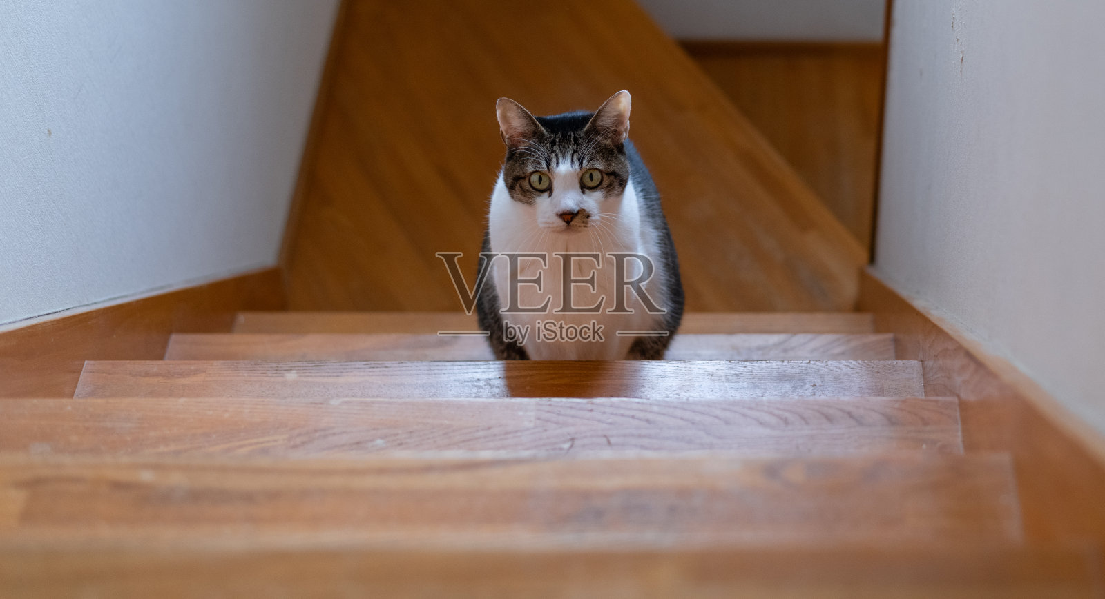 猫坐在楼梯上照片摄影图片
