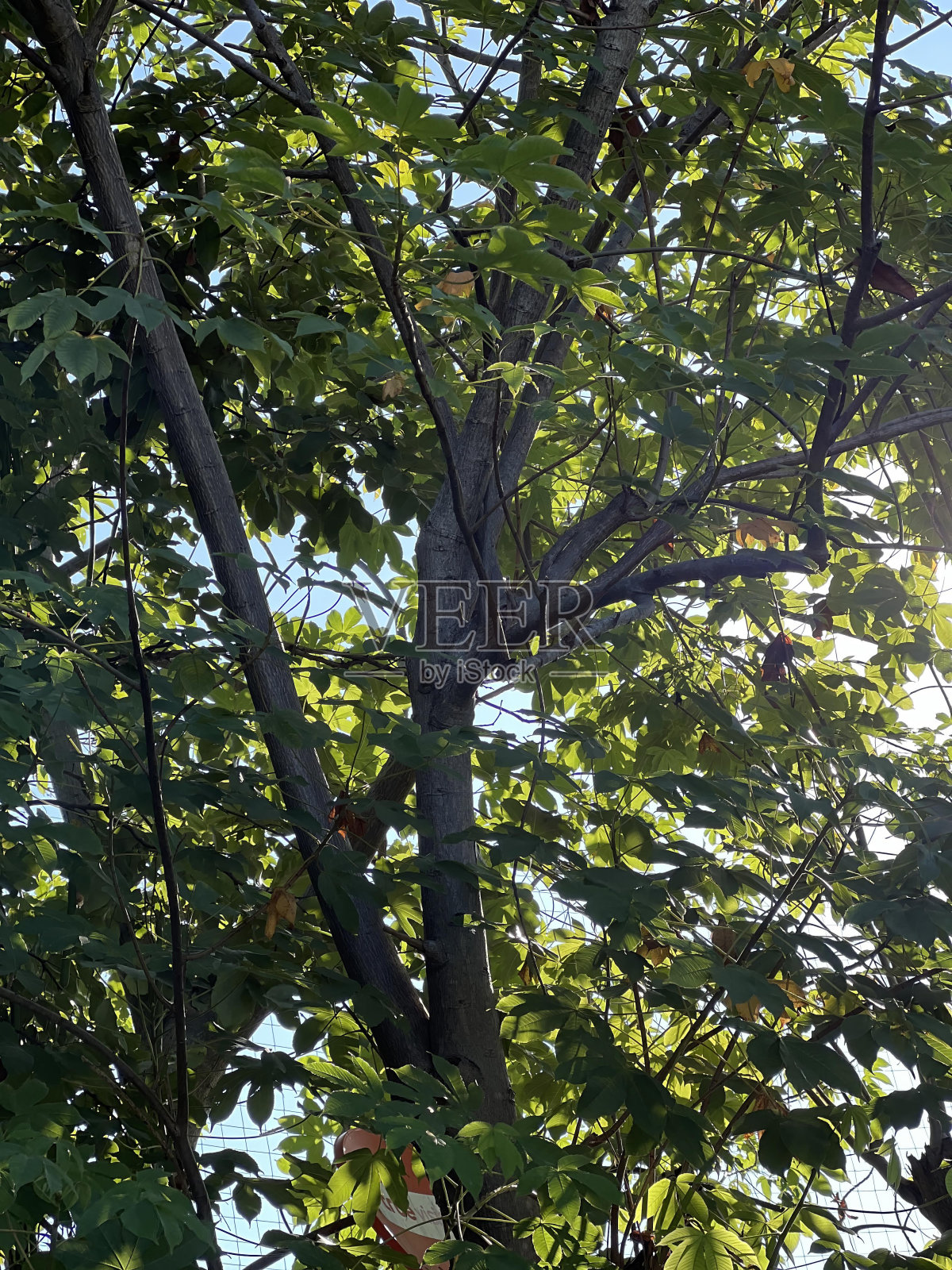 一只鸟在阳光下栖息在树枝上的照片。照片摄影图片