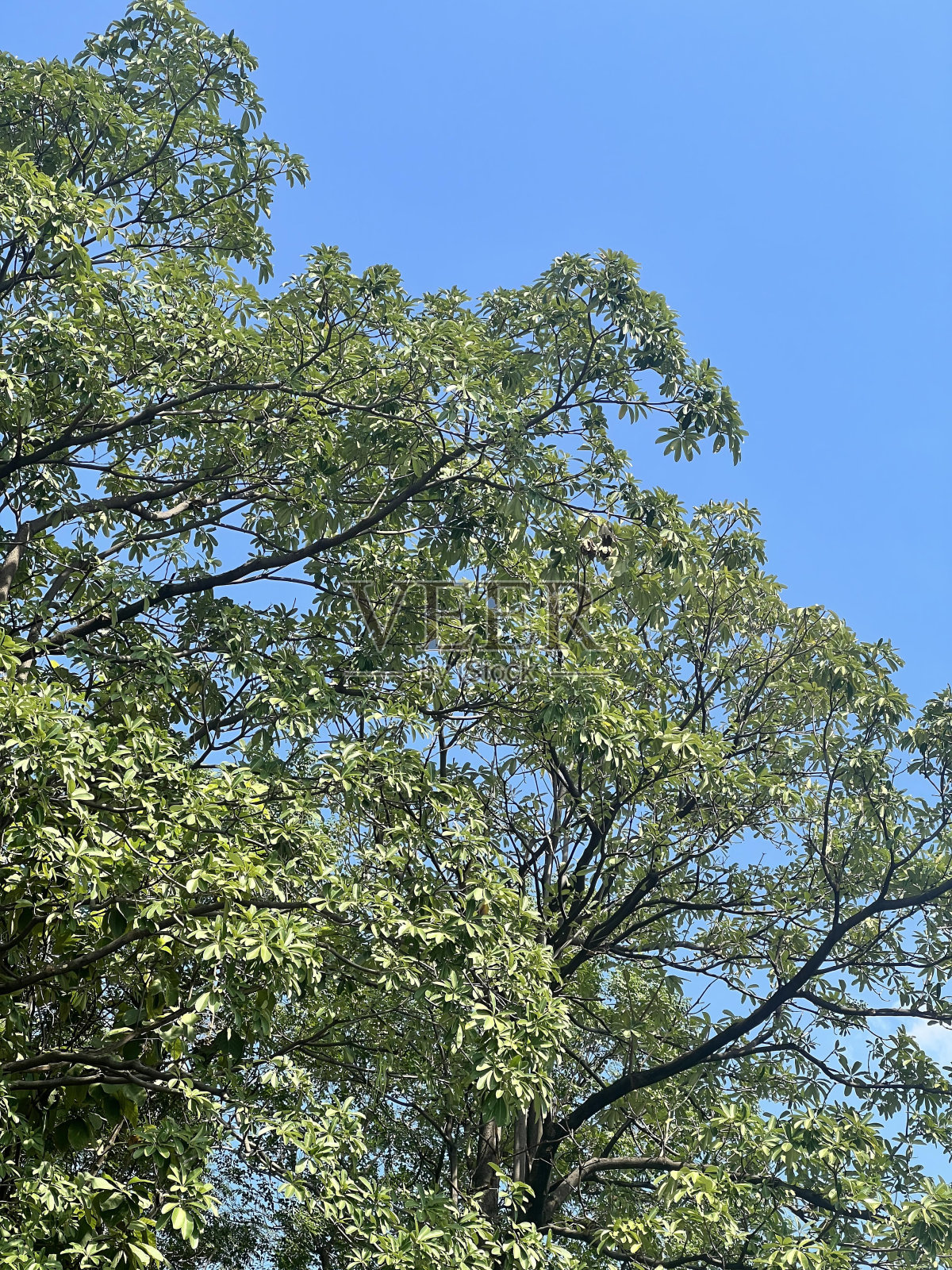 一张在树中间的钟楼的照片。照片摄影图片