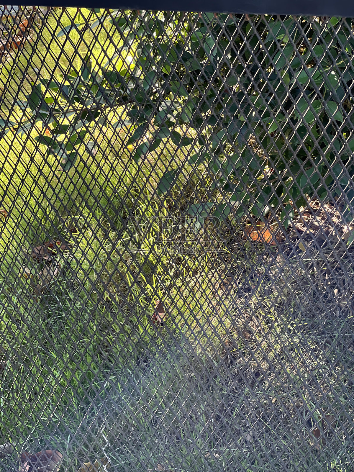 一张黑白相间的猫坐在围栏里的照片。照片摄影图片