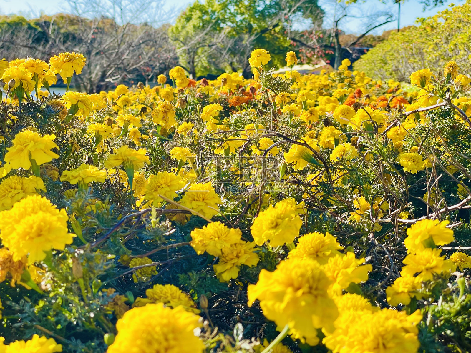 花园里的花照片摄影图片