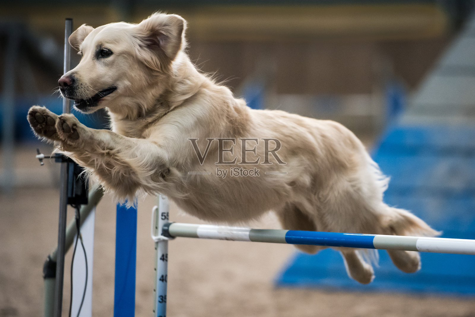 狗克服了障碍照片摄影图片
