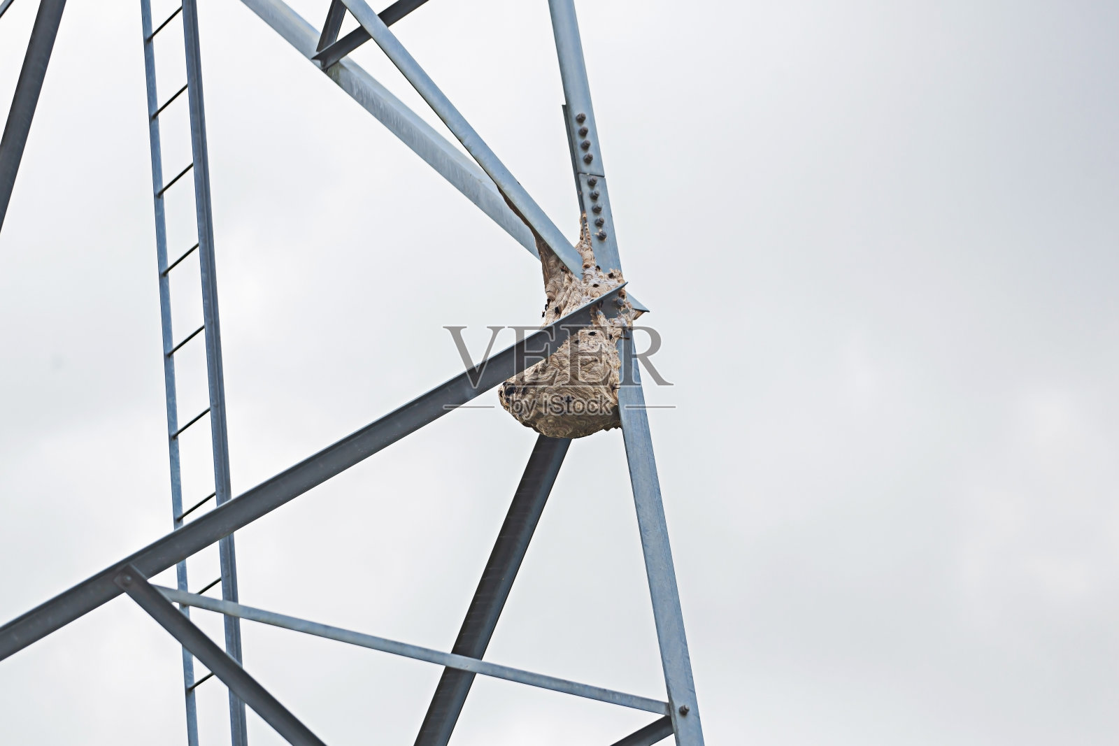 一只胡蜂的巢正在一根高压电杆子上筑巢。照片摄影图片