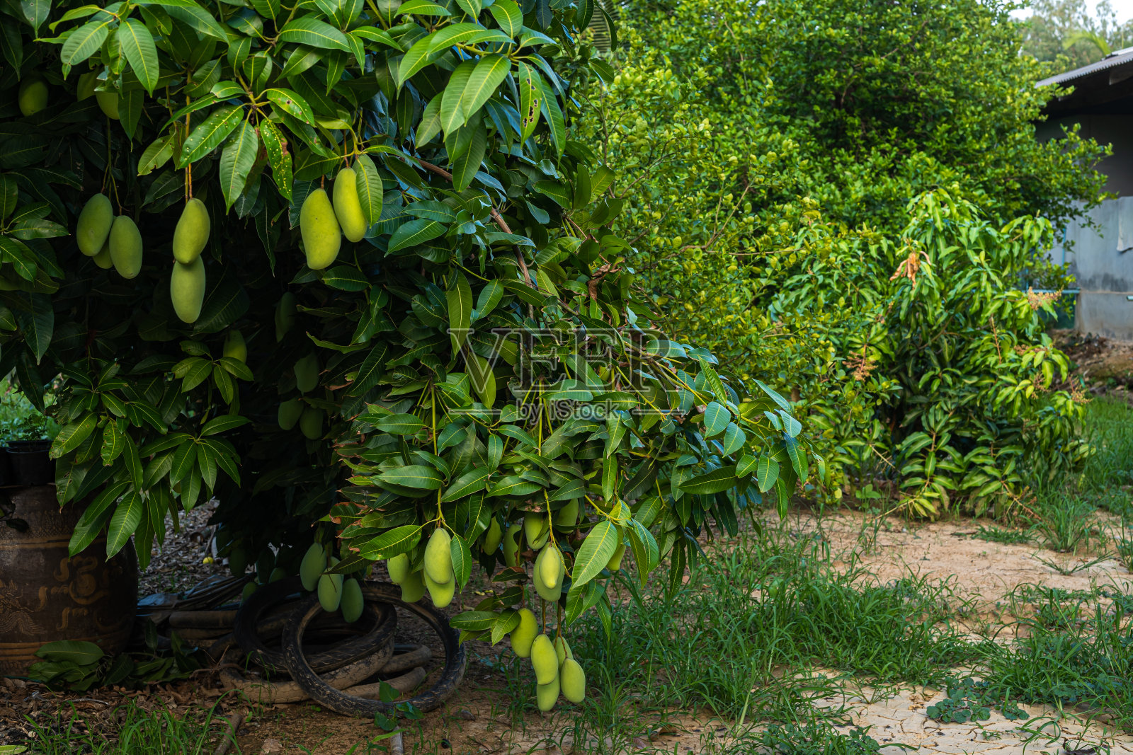 新鲜的绿色芒果挂在芒果树上,在一个花园农场与阳光背景收获水果泰国。照片摄影图片