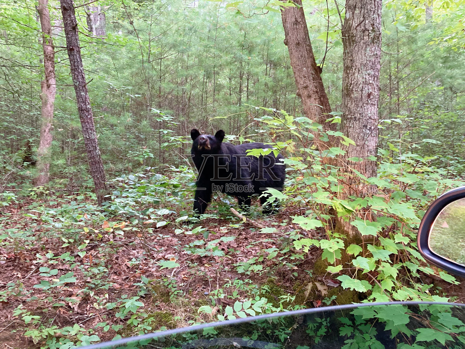 大烟山国家公园里的黑熊。观看野生动物。田纳西。蓝岭山脉,北卡罗来纳州。阿巴拉契亚山脉。卡德斯湾风景环线。照片摄影图片