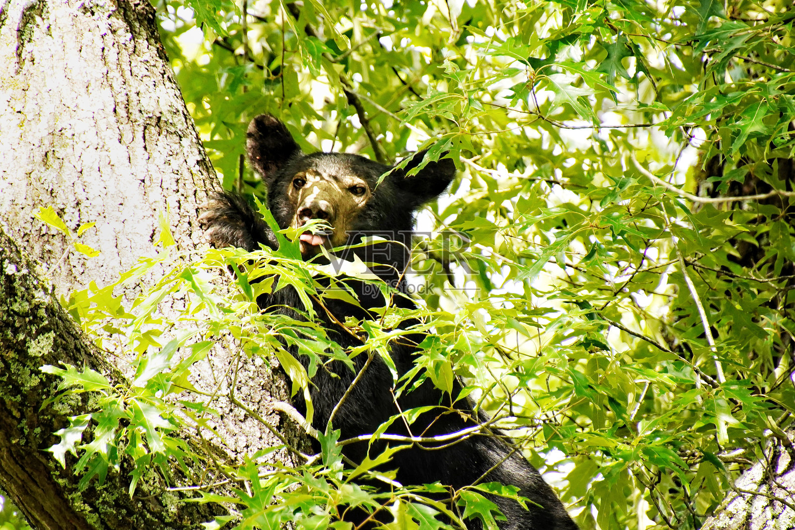 大烟山国家公园一棵树上的黑熊。观看野生动物。田纳西。蓝岭山脉,北卡罗来纳州。阿巴拉契亚山脉。卡德斯湾风景环线。照片摄影图片