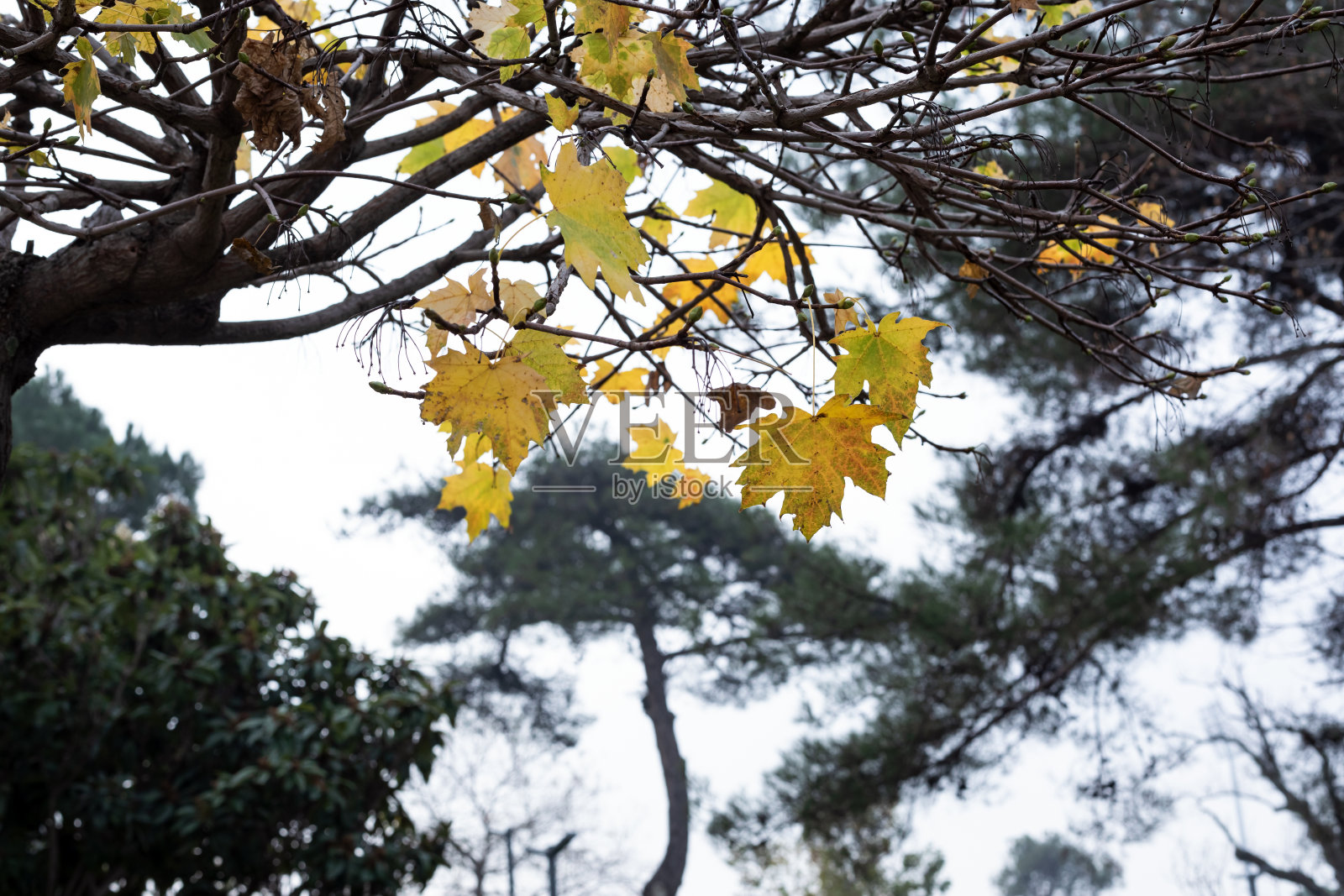 森林里树上的秋叶。有选择性的重点。照片摄影图片