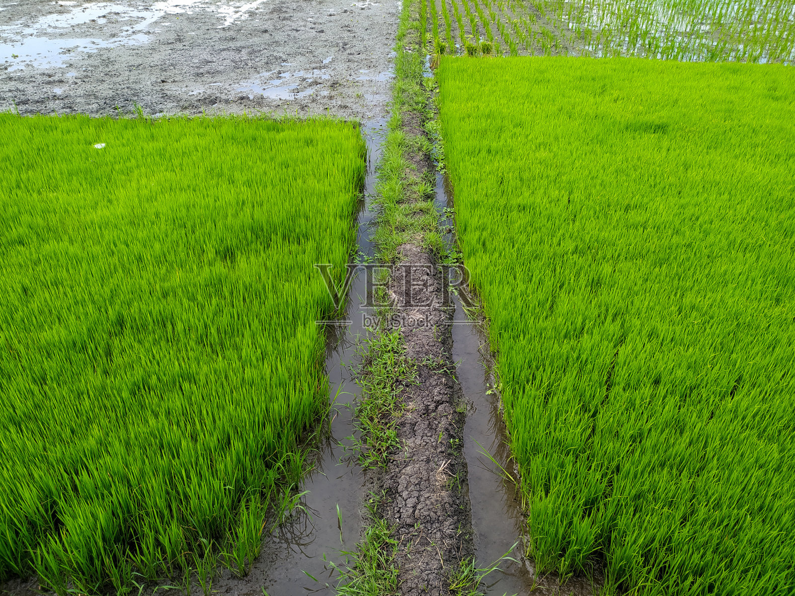 水稻播种照片摄影图片