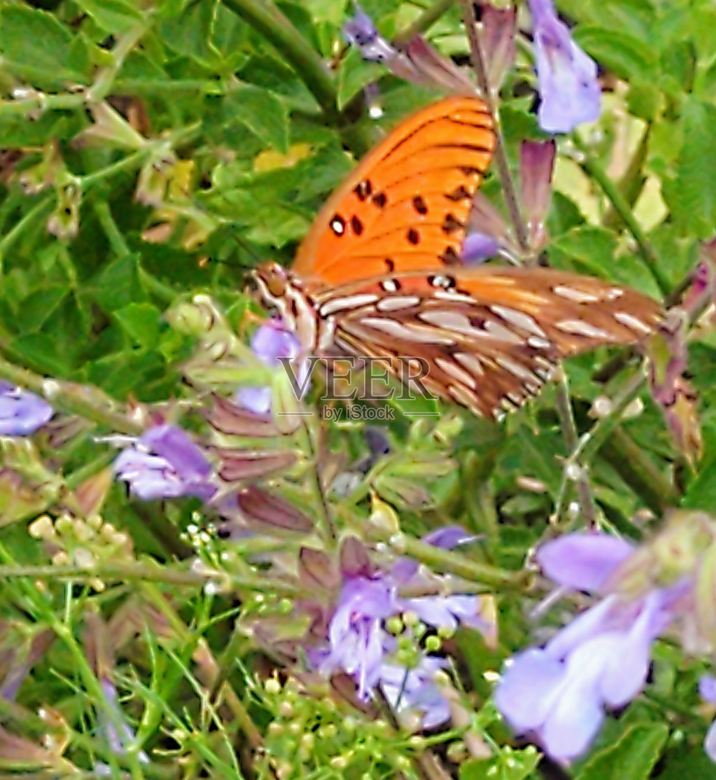 镜子的蝴蝶照片摄影图片