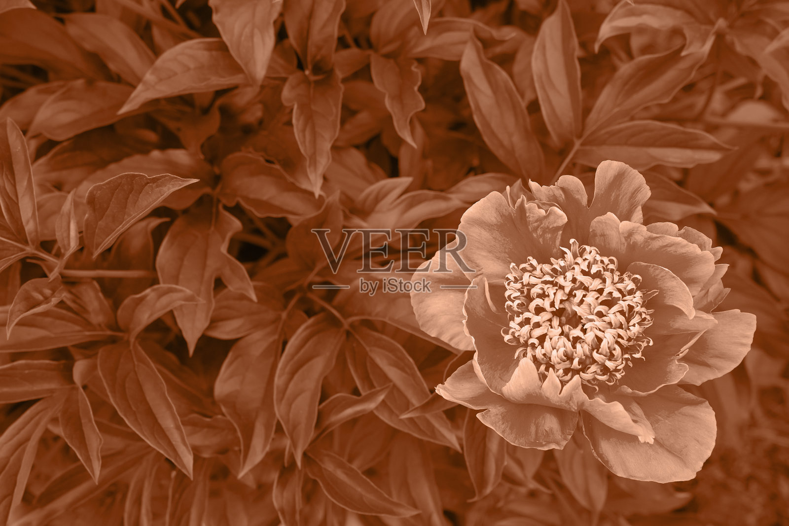 桃子绒毛照片摄影图片