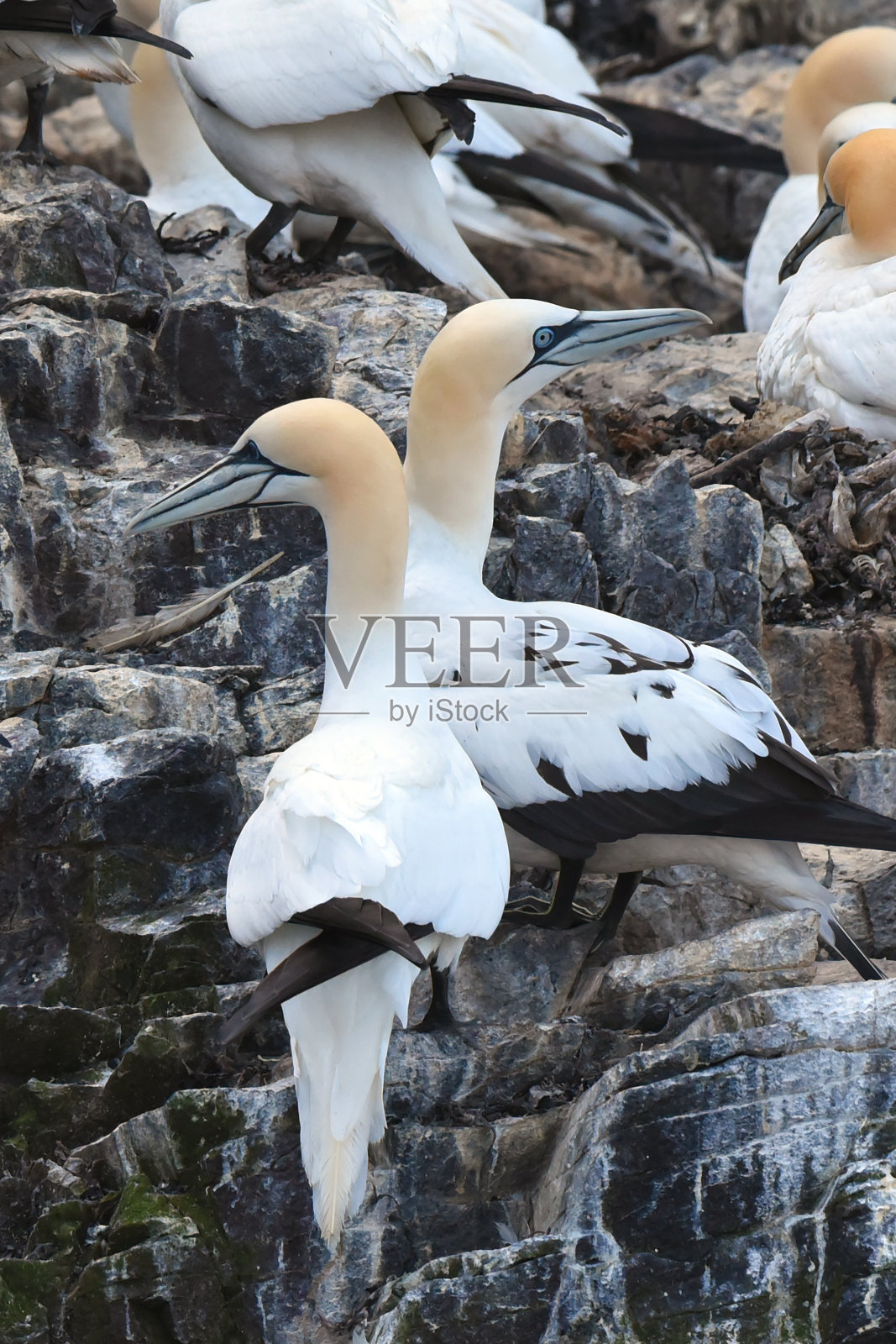 成年塘鹅(左)和亚成年塘鹅(桑塘鹅)照片摄影图片