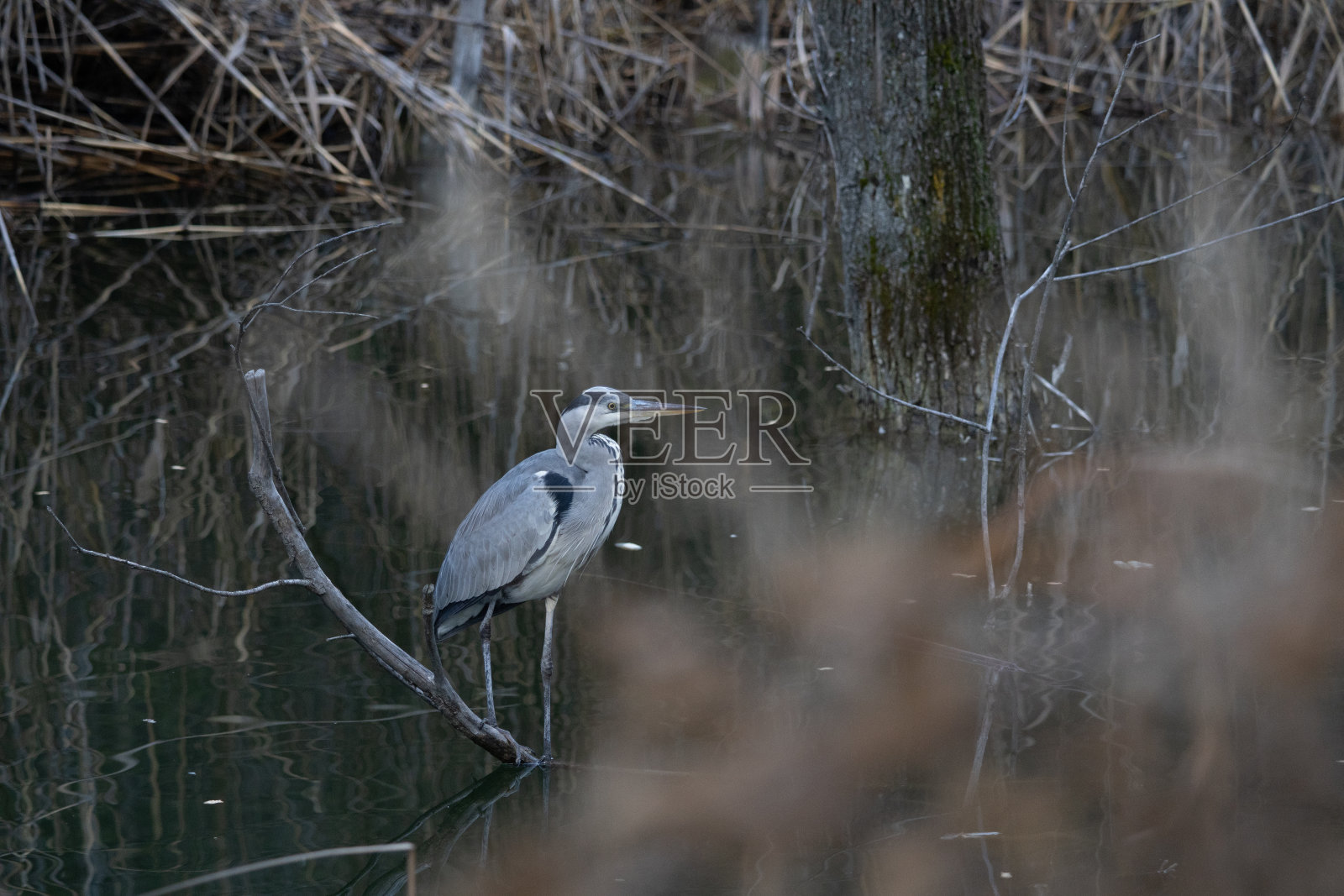 鸟美丽的秋天动物皇家水池塘自然苍鹭湖蓝鱼鸟照片摄影图片