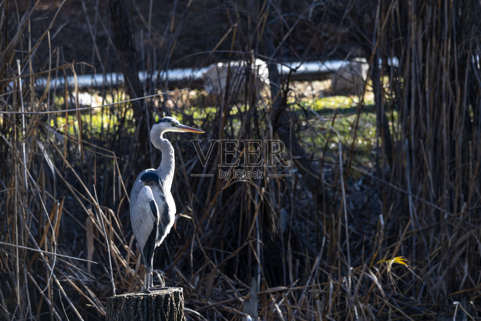 鸟美丽的秋天动物皇家水池塘自然苍鹭湖蓝鱼鸟照片摄影图片