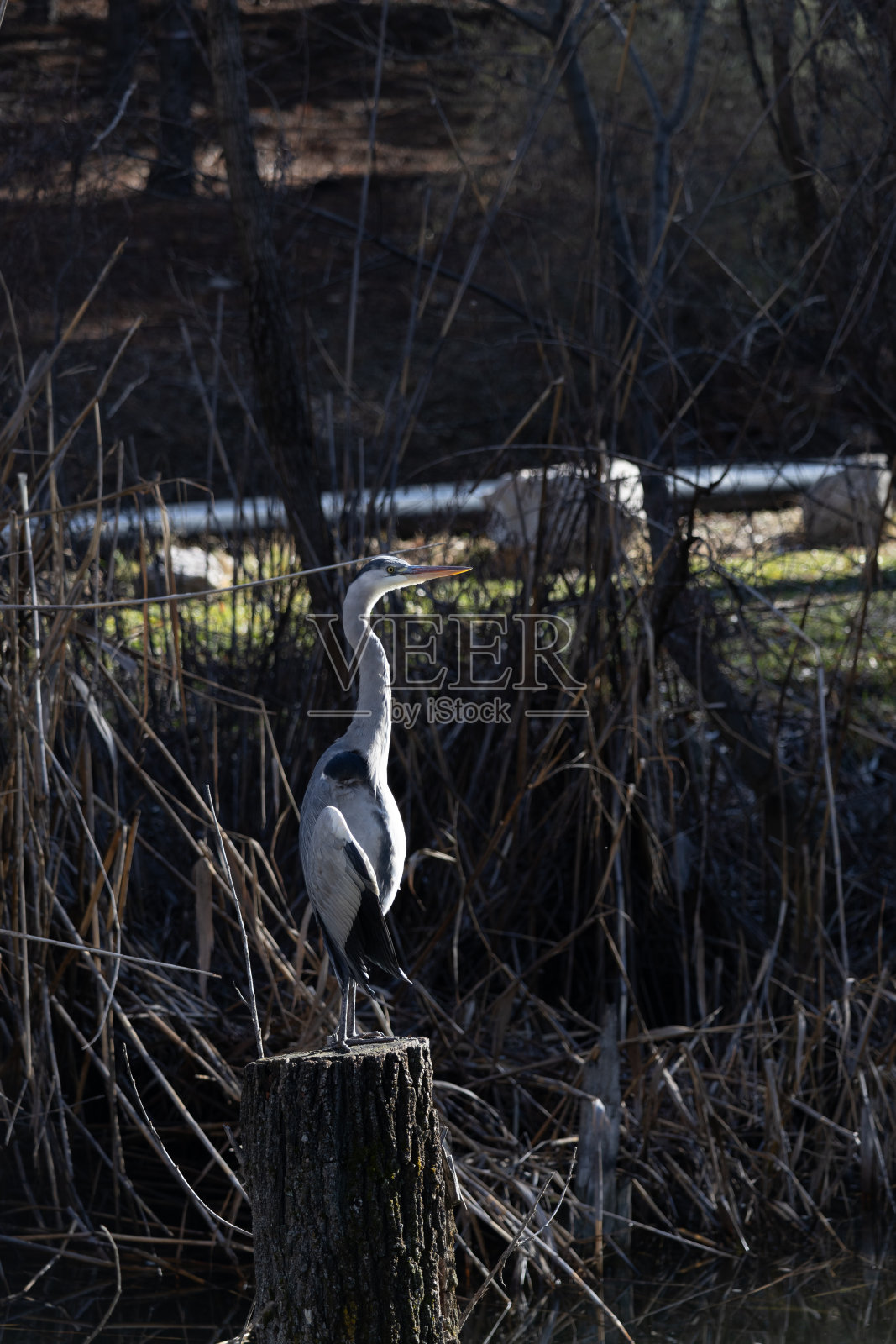 鸟美丽的秋天动物皇家水池塘自然苍鹭湖蓝鱼鸟照片摄影图片