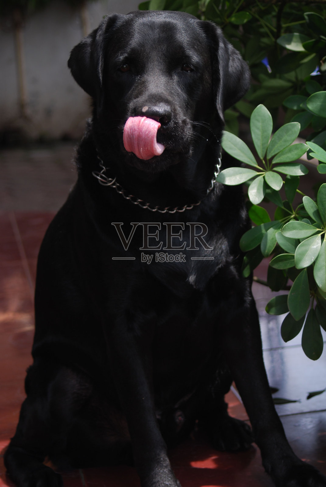 狗舔鼻子照片摄影图片