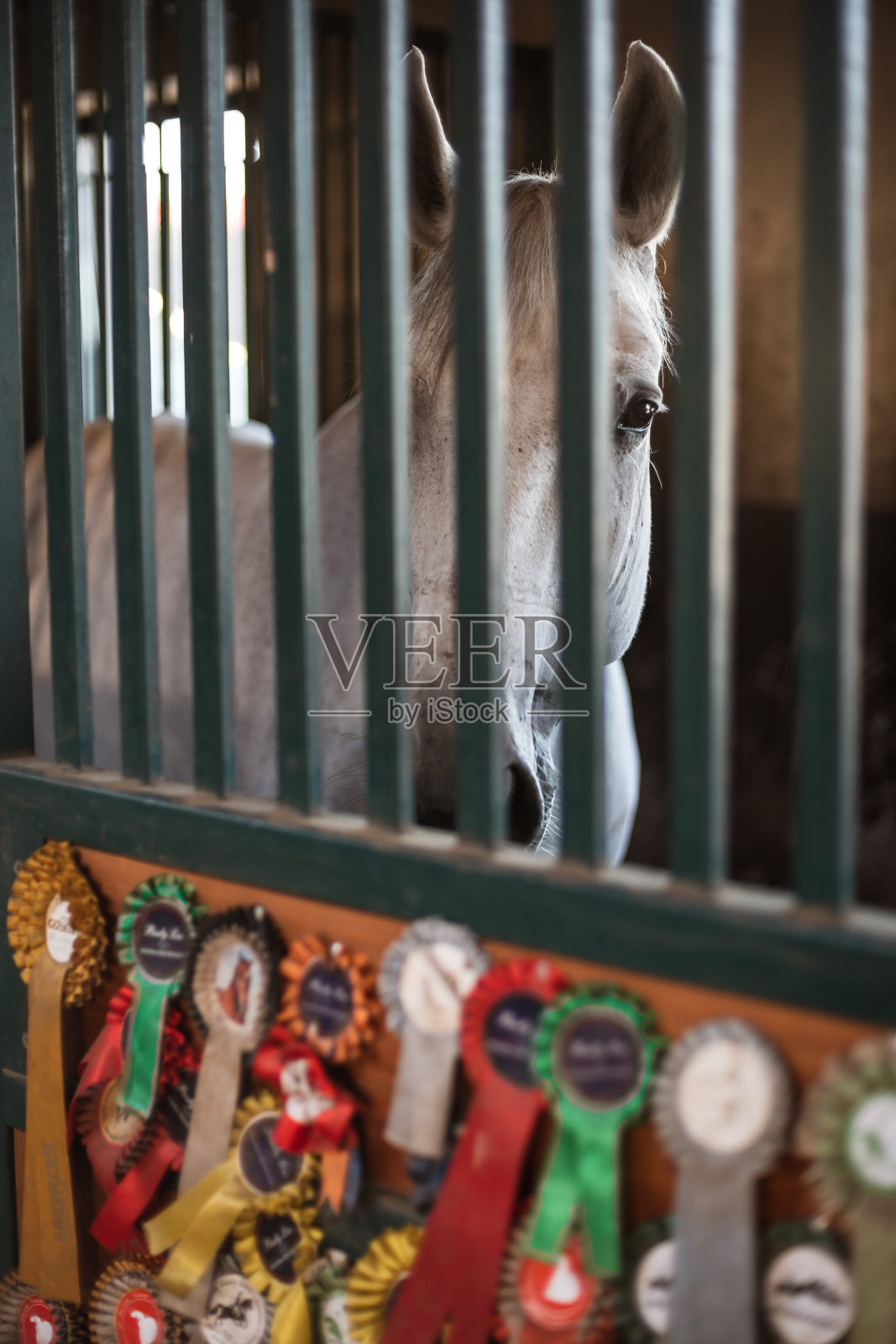 马照片摄影图片