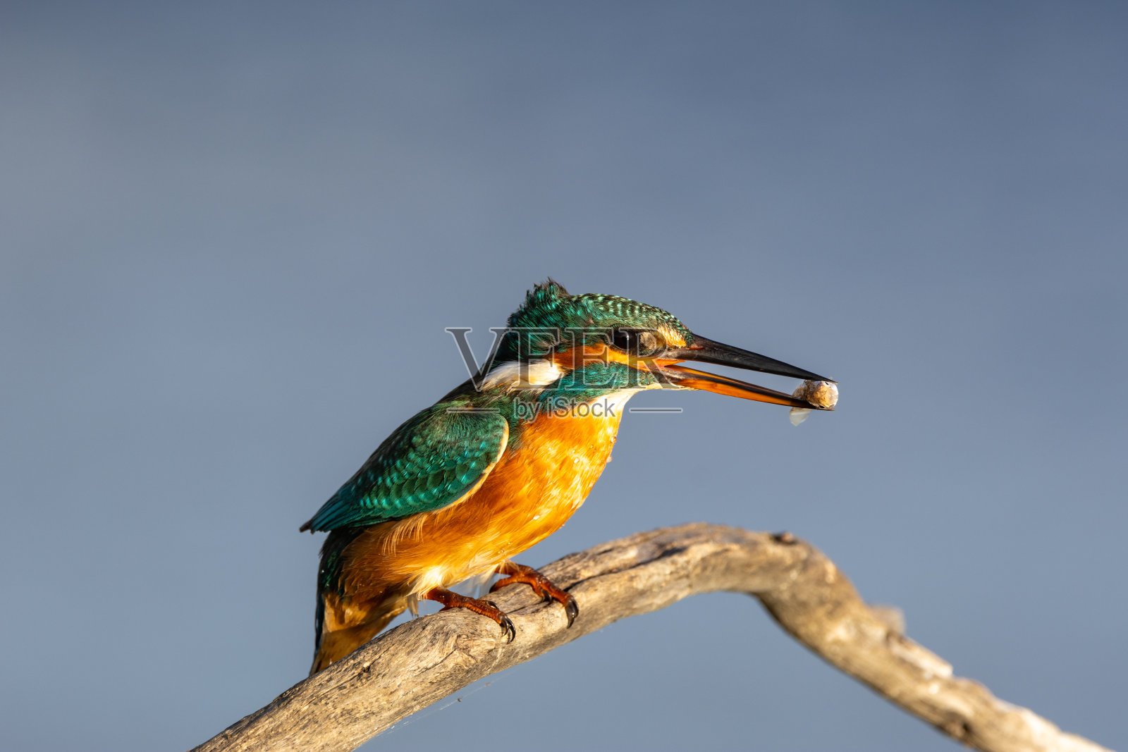 特写翠鸟照片摄影图片