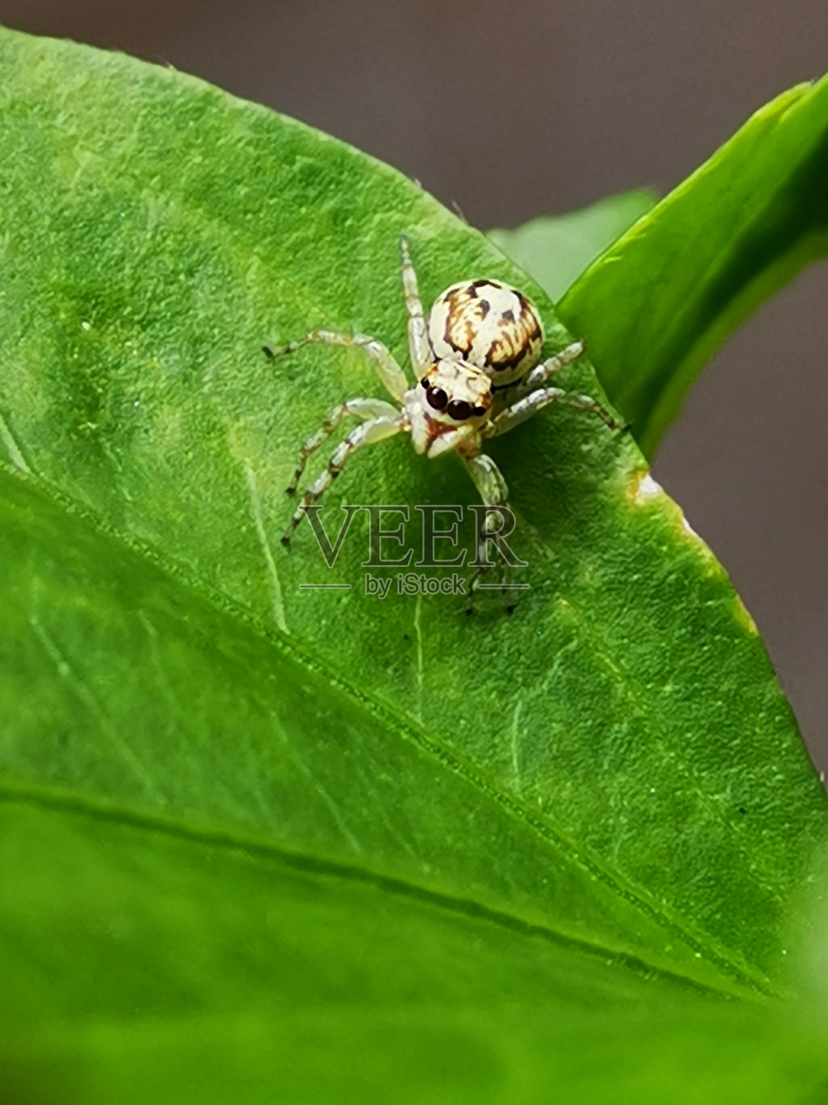 花园里一片绿叶上蜘蛛的散焦照片照片摄影图片