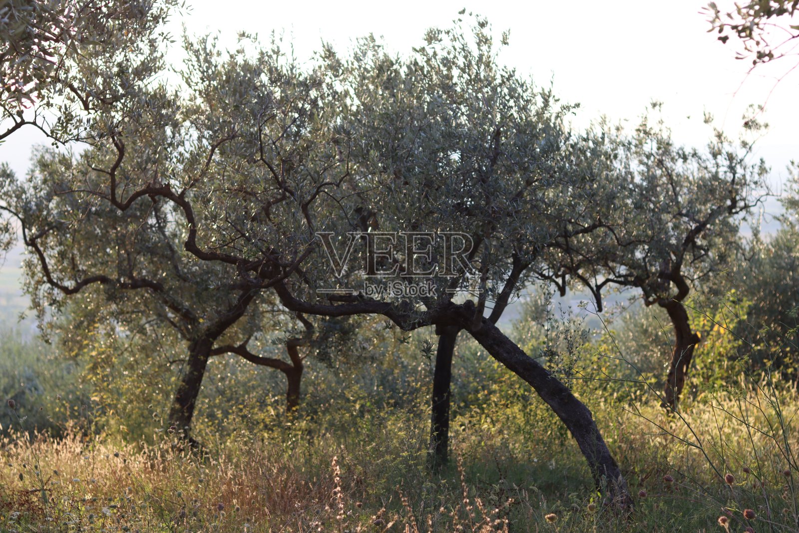 傍晚柔和阳光下的橄榄树林照片摄影图片