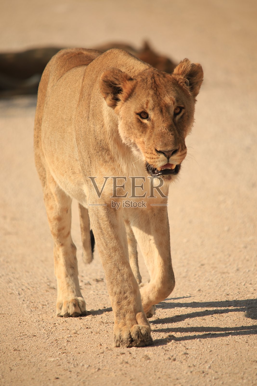 碎石路上的单身雌狮照片摄影图片