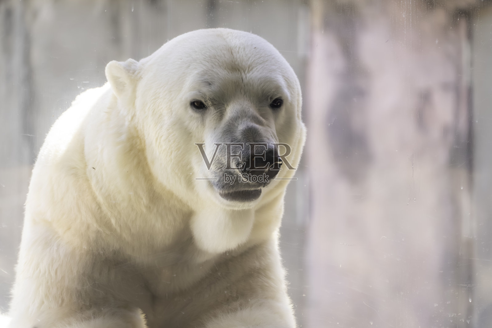 冷静的北极熊照片摄影图片