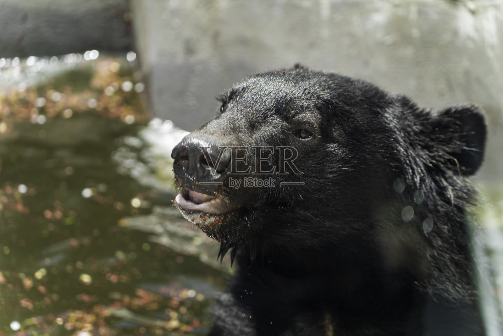黑熊在樱花盛开的水中嬉戏照片摄影图片