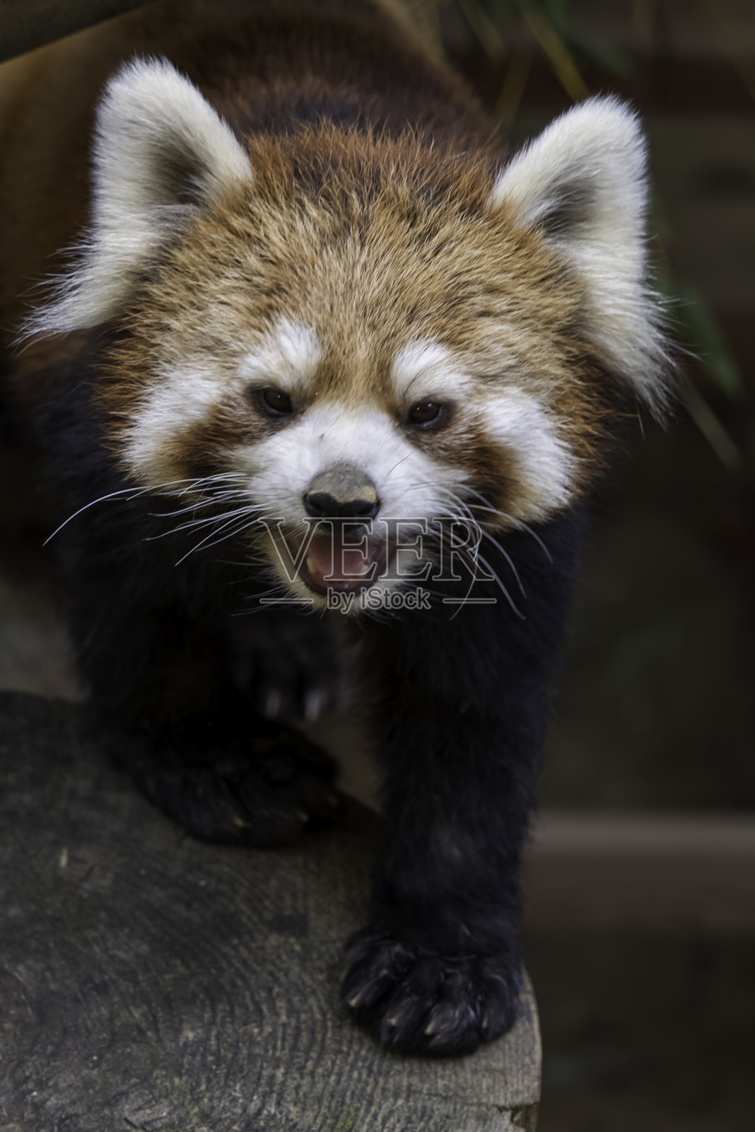 可爱的小熊猫照片摄影图片
