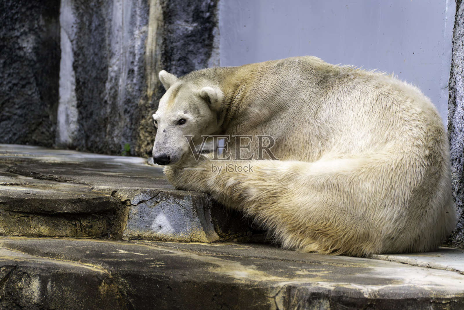北极熊休息照片摄影图片