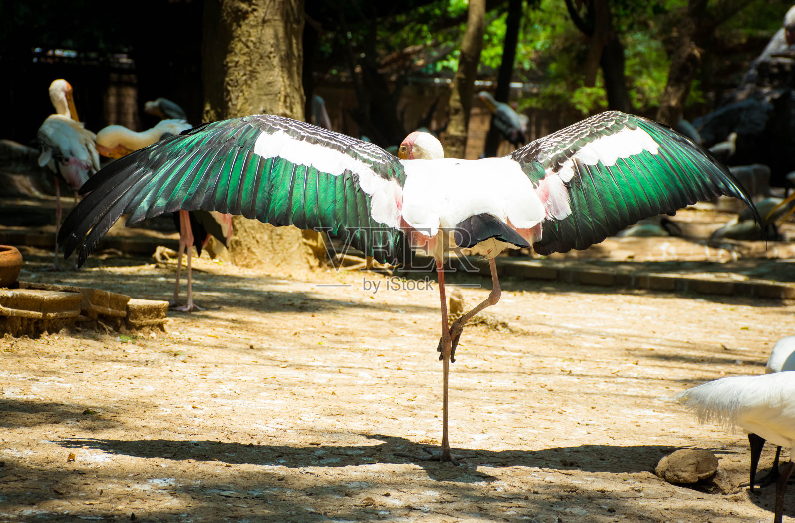 鸟用一条腿展开翅膀。照片摄影图片