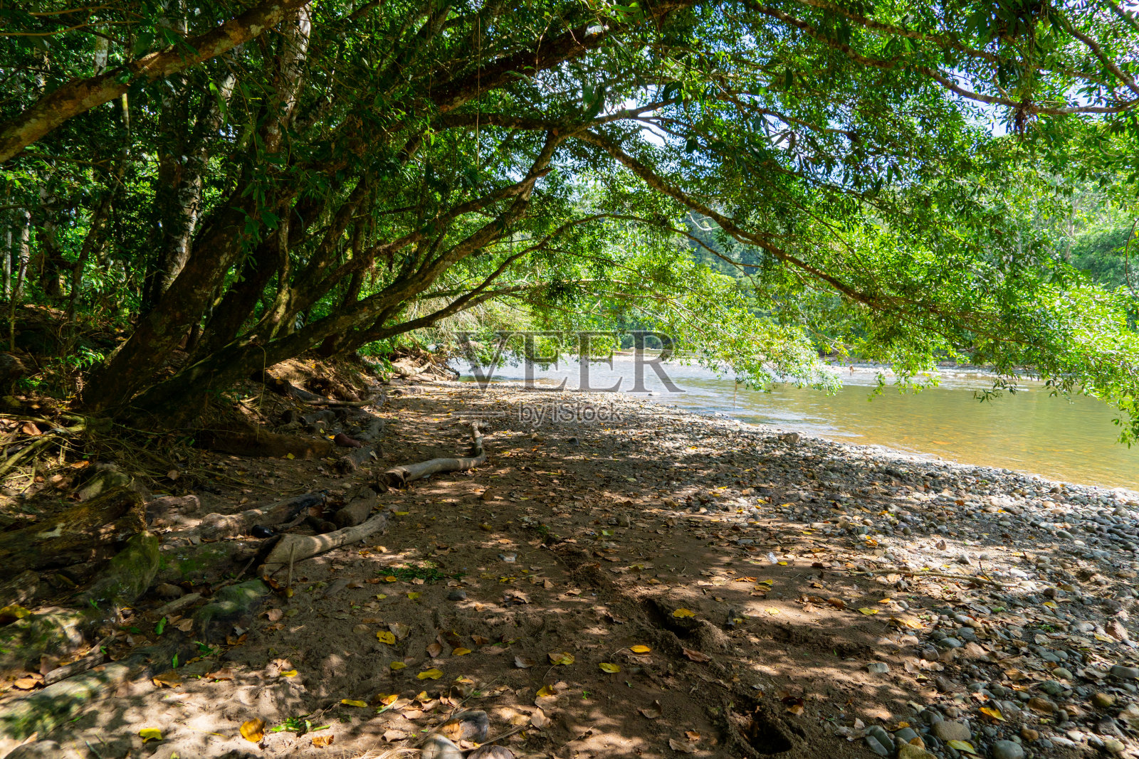 在森林中央的小路上,到处都是高大的古树照片摄影图片