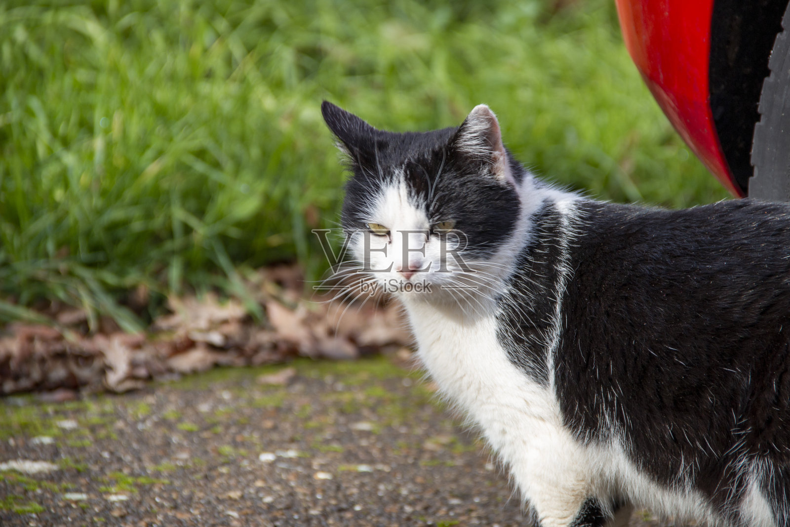 在农村生活的家猫照片摄影图片