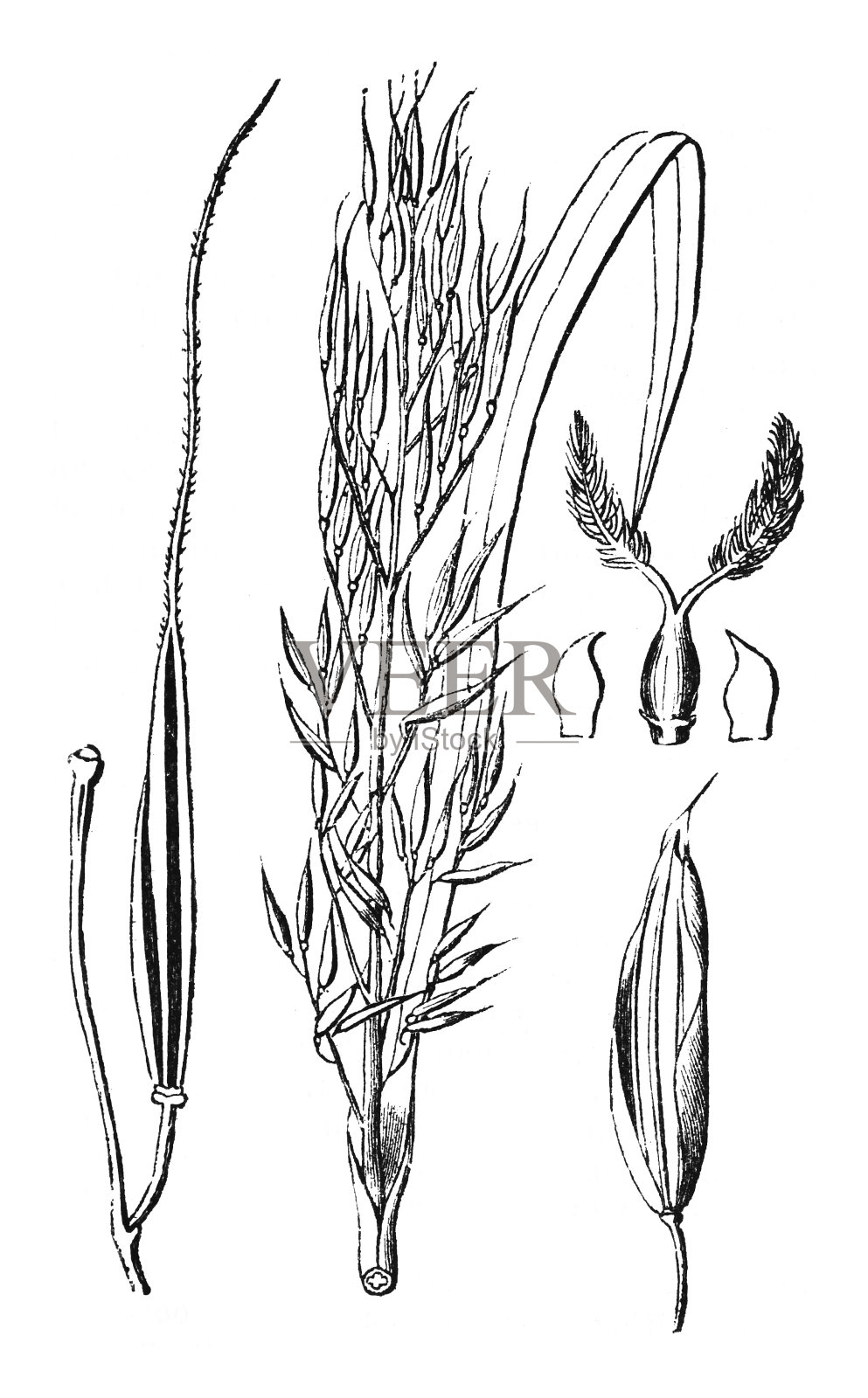 北方野生稻(Zizania palustris) -在白色背景上孤立的复古雕刻插图插画图片素材