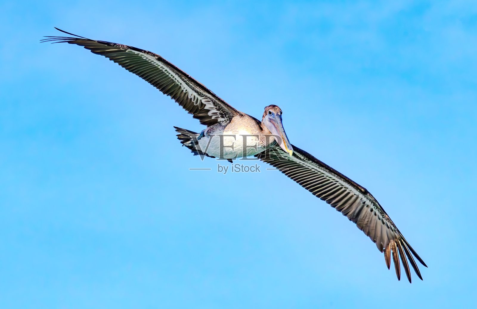 佛罗里达观鸟和远足照片摄影图片