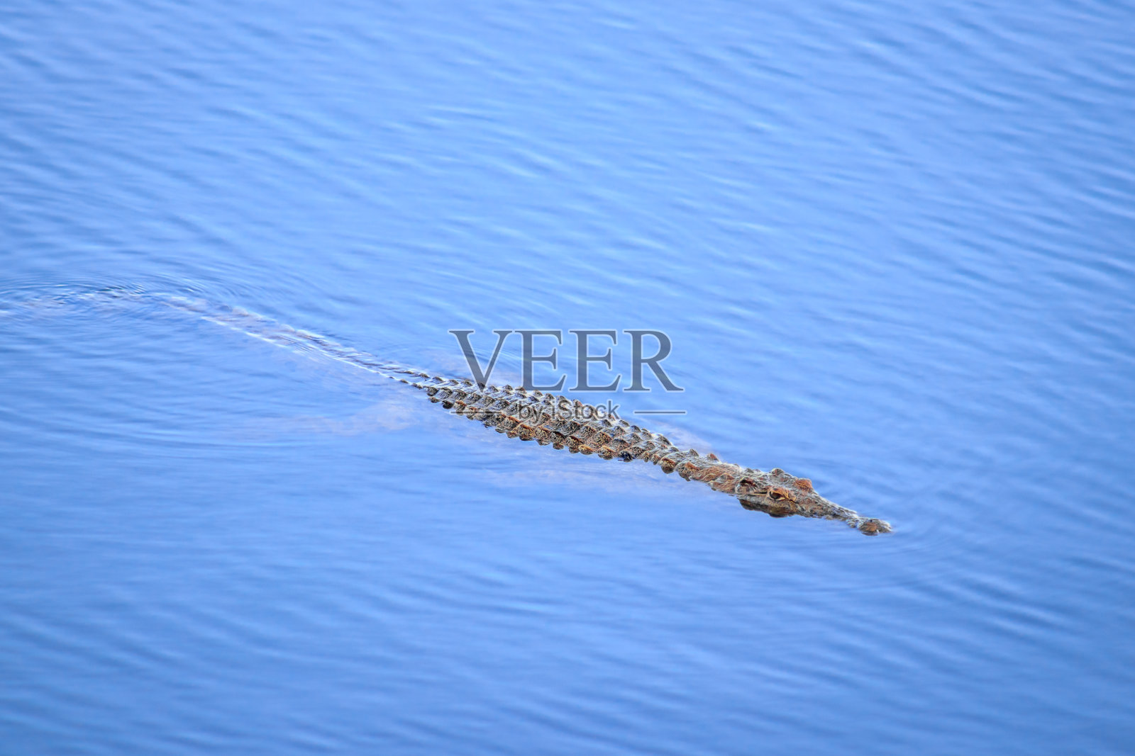 尼罗河鳄鱼(Crocodylus niloticus)在河里游泳,克鲁格国家公园,南非照片摄影图片