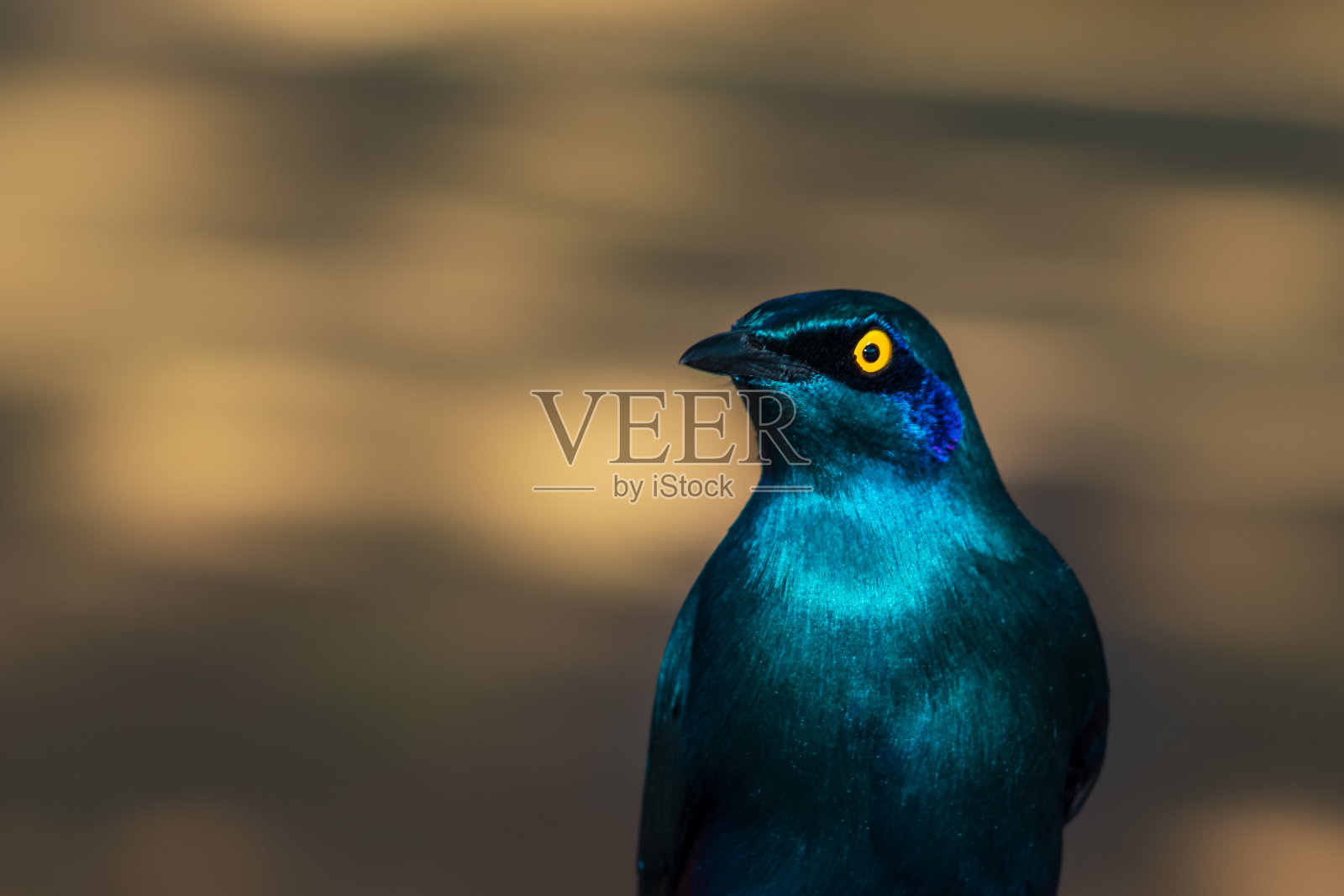 南非克鲁格国家公园,大蓝耳椋鸟(Lamprotornis Chalybaeus)白天进食照片摄影图片