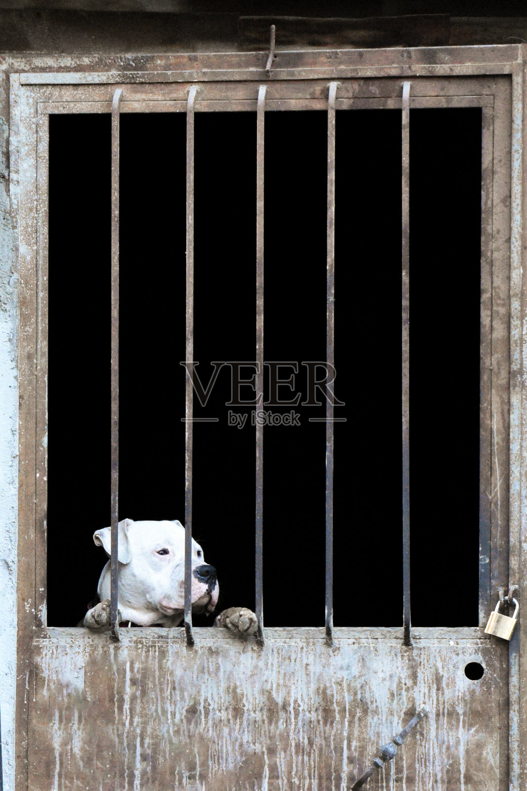 铁门后面关着斗牛犬,虐待动物,可怜的流浪狗被关在铁栏里照片摄影图片
