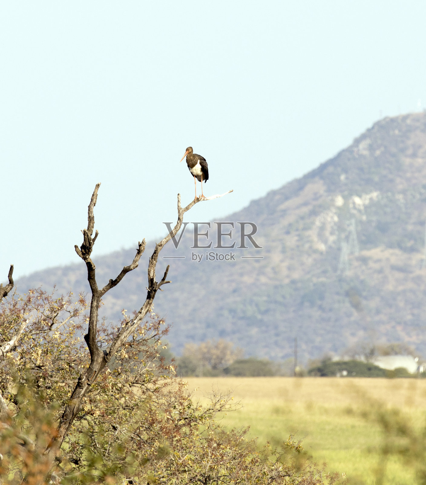 黑鹳鸟的照片照片摄影图片
