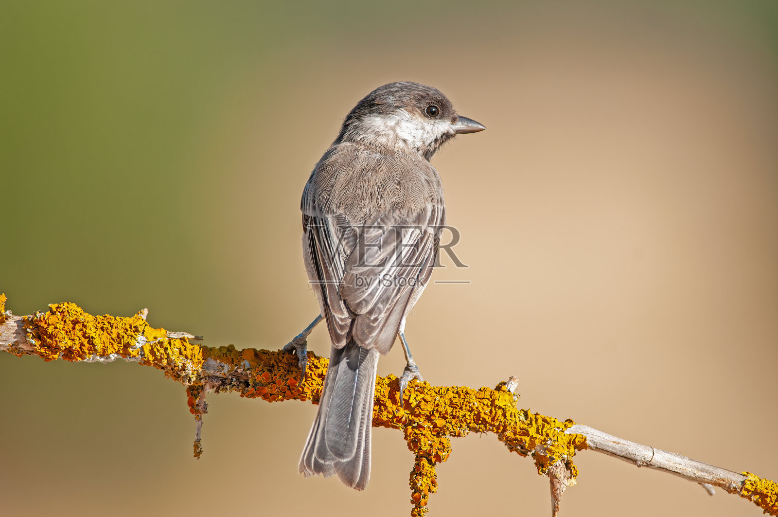 树梢上有黄色地衣的黑山雀。模糊和自然背景。又小又可爱,会唱歌的鸟。照片摄影图片