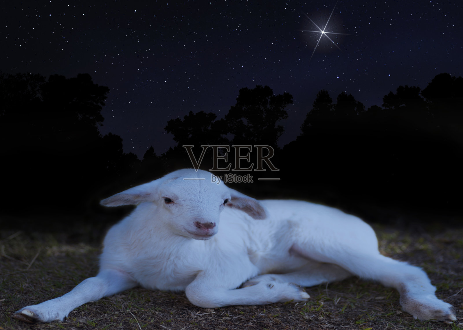 圣诞星星在一盏白色的羊灯上闪闪发光照片摄影图片