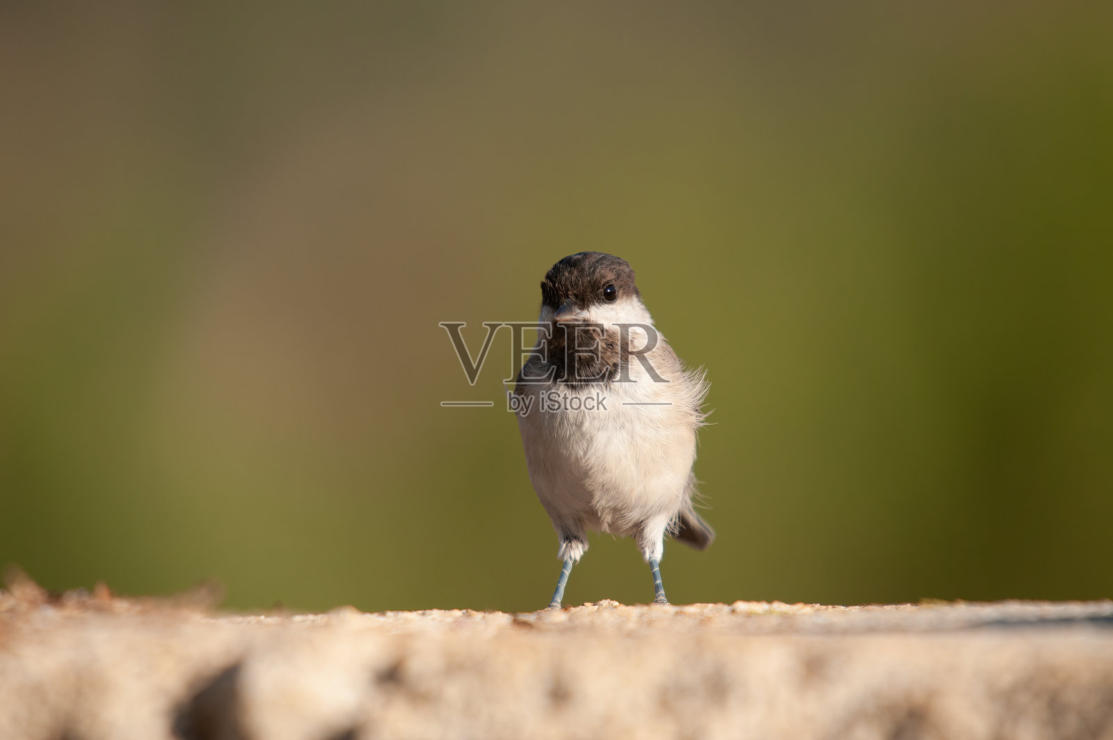 岩石上阴沉的山雀(Poecile lugubris)模糊和自然背景。又小又可爱,会唱歌的鸟。照片摄影图片