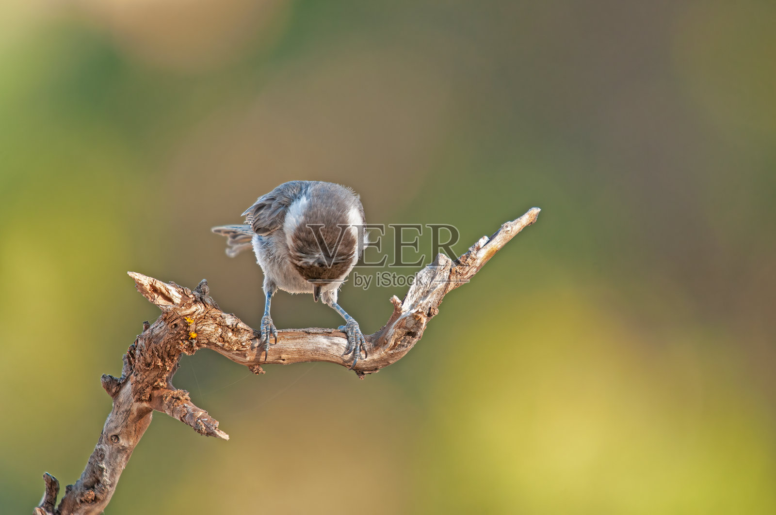树枝上阴沉的山雀。模糊和自然背景。又小又可爱,会唱歌的鸟。照片摄影图片