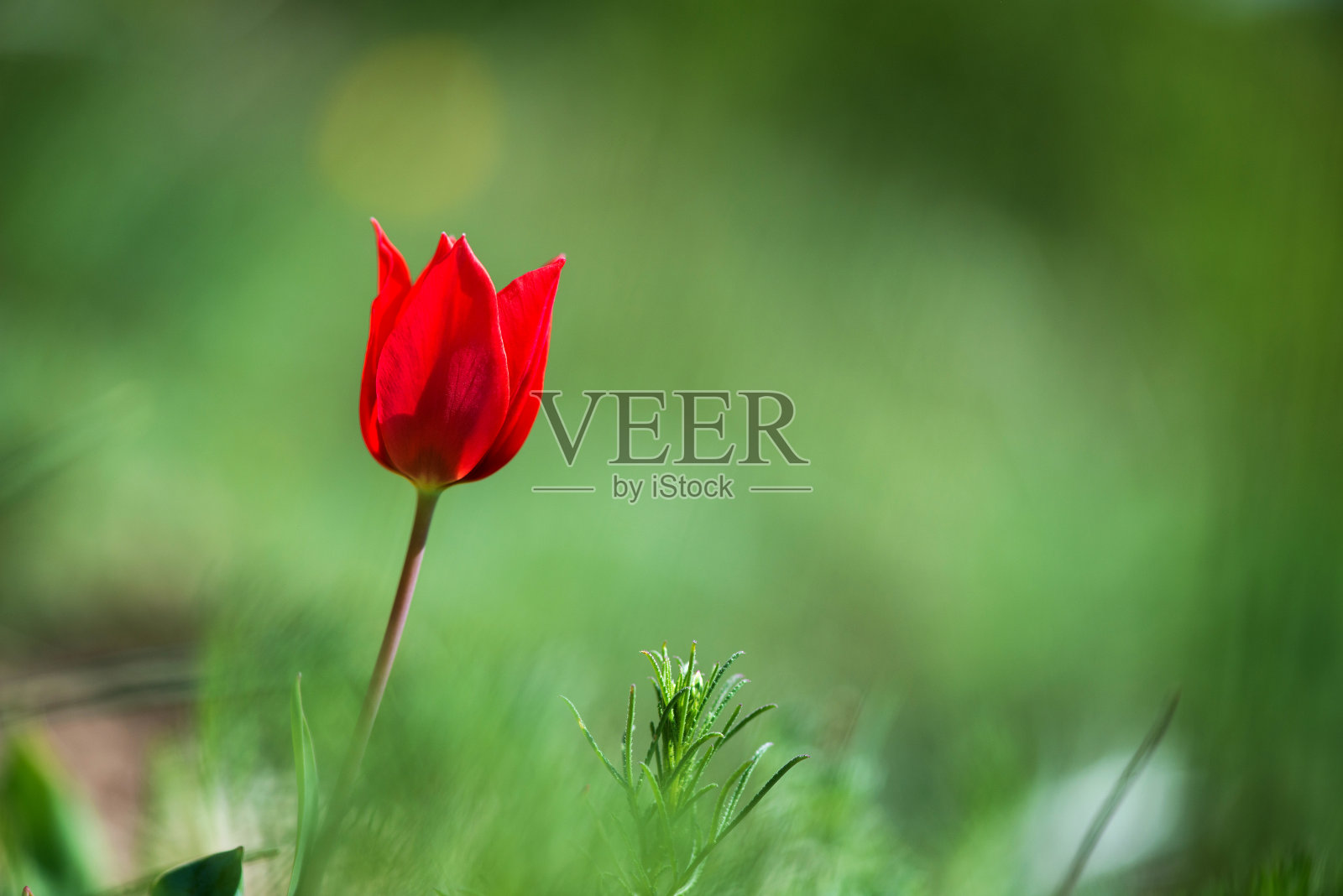 红色和黄色的野生郁金香在春天的森林里盛开。有选择性的重点。照片摄影图片