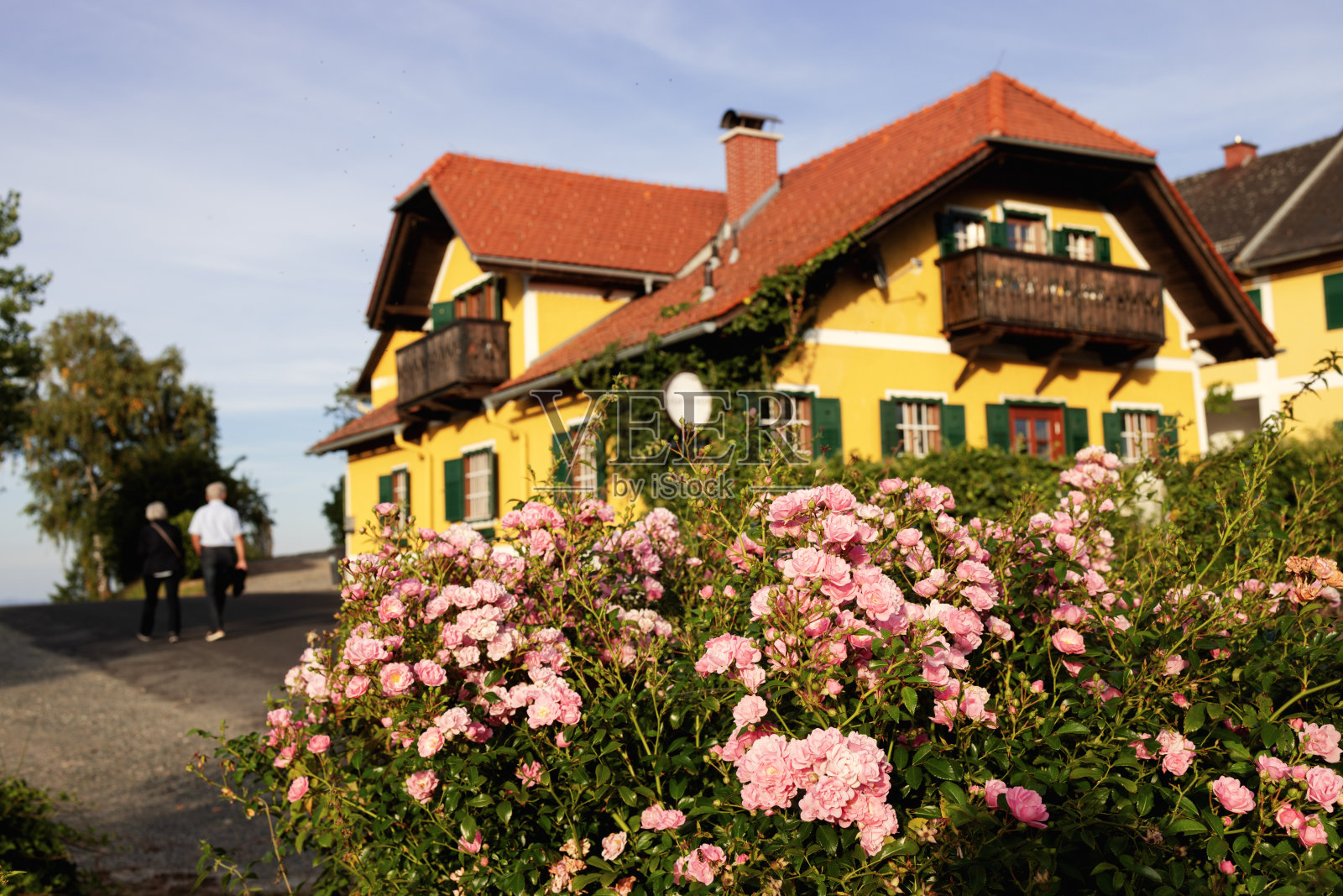 玫瑰花丛,花束式的花朵,背景是黄色的房子和绿色的百叶窗照片摄影图片