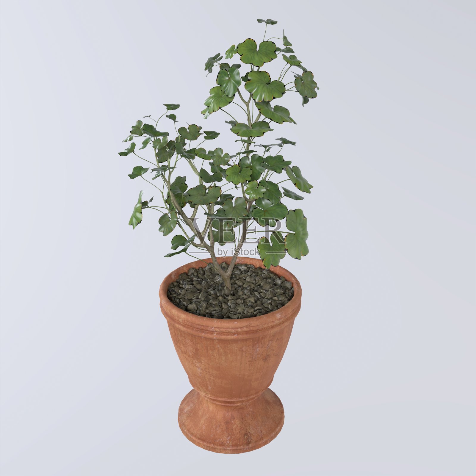 白色背景上孤立的花盆照片摄影图片