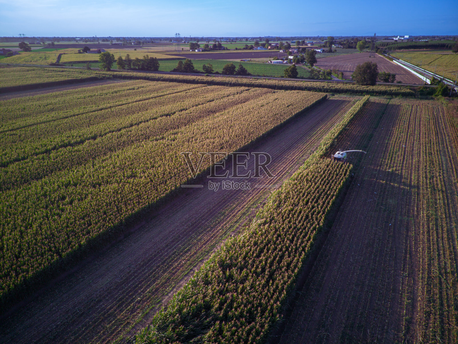 鸟瞰图玉米收割机为牛切碎青贮饲料,用拖拉机在田间拉上马车照片摄影图片