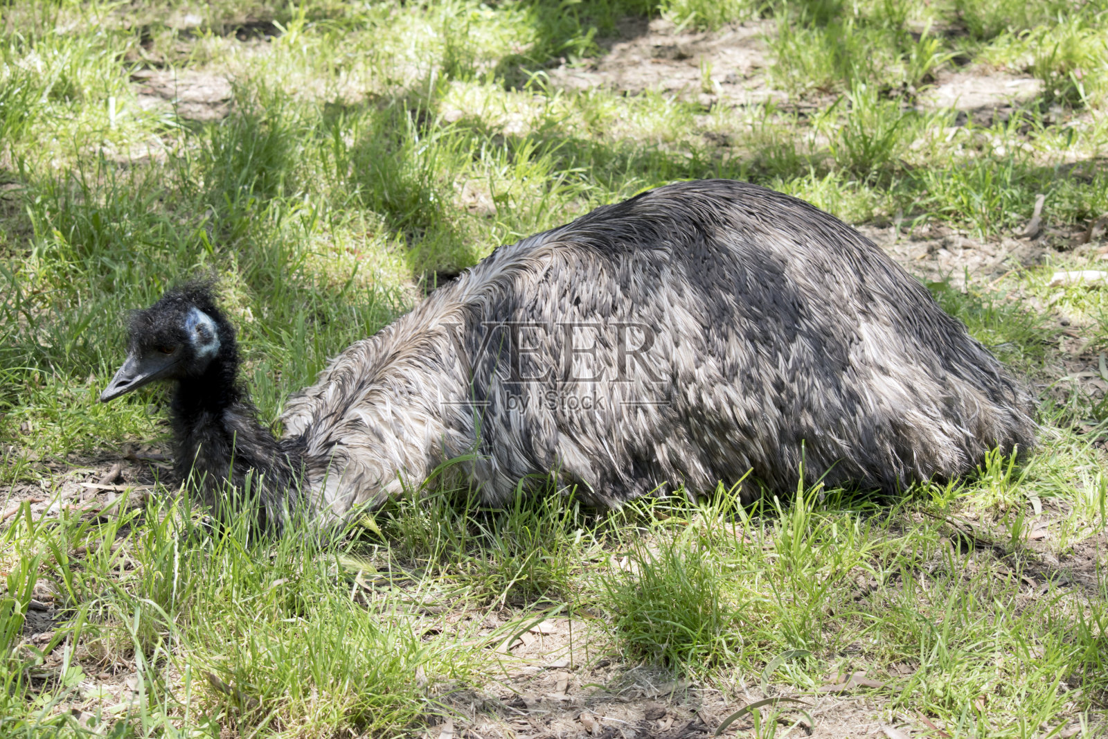 鸸鹋在草地上休息照片摄影图片