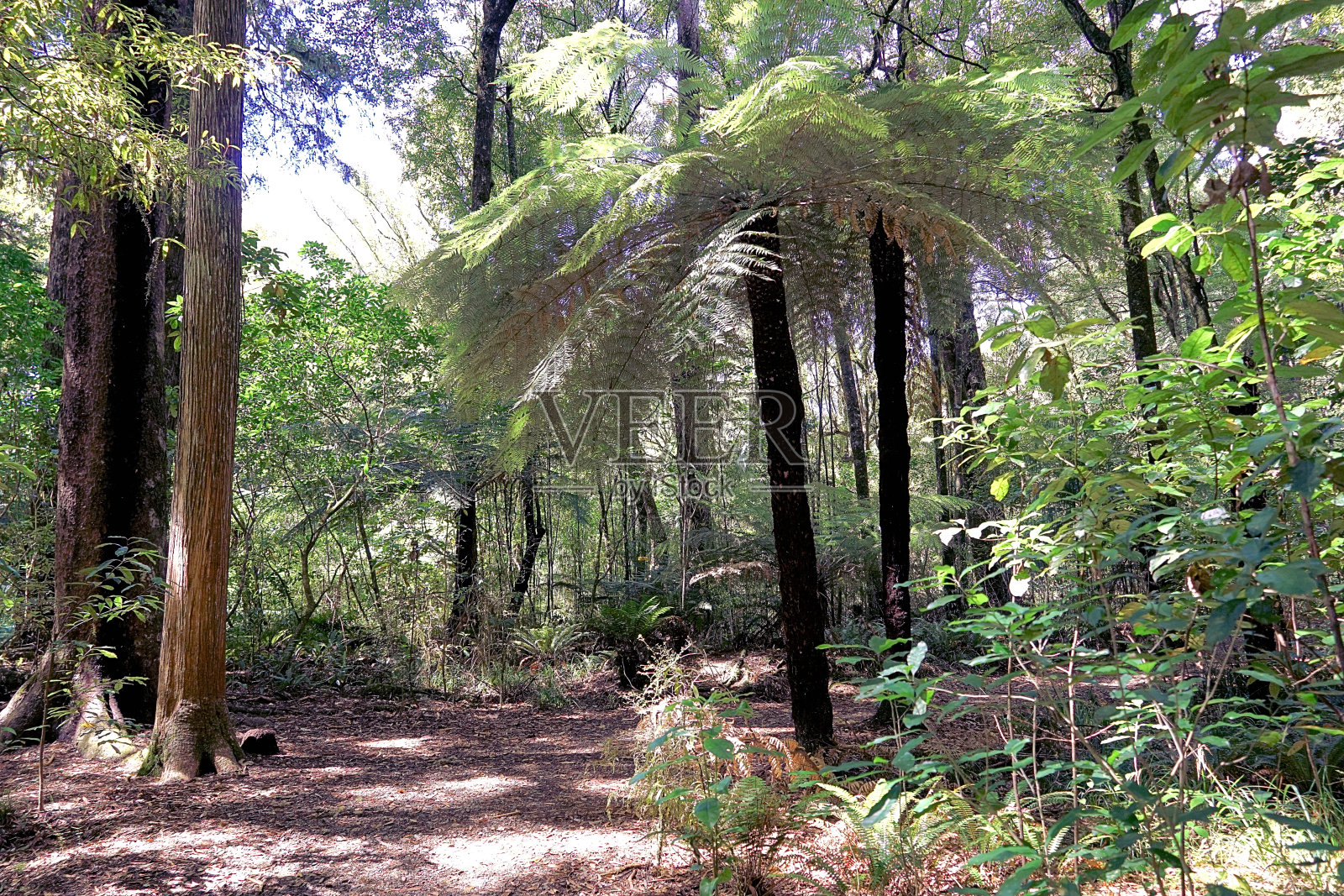 新西兰南岛照片摄影图片